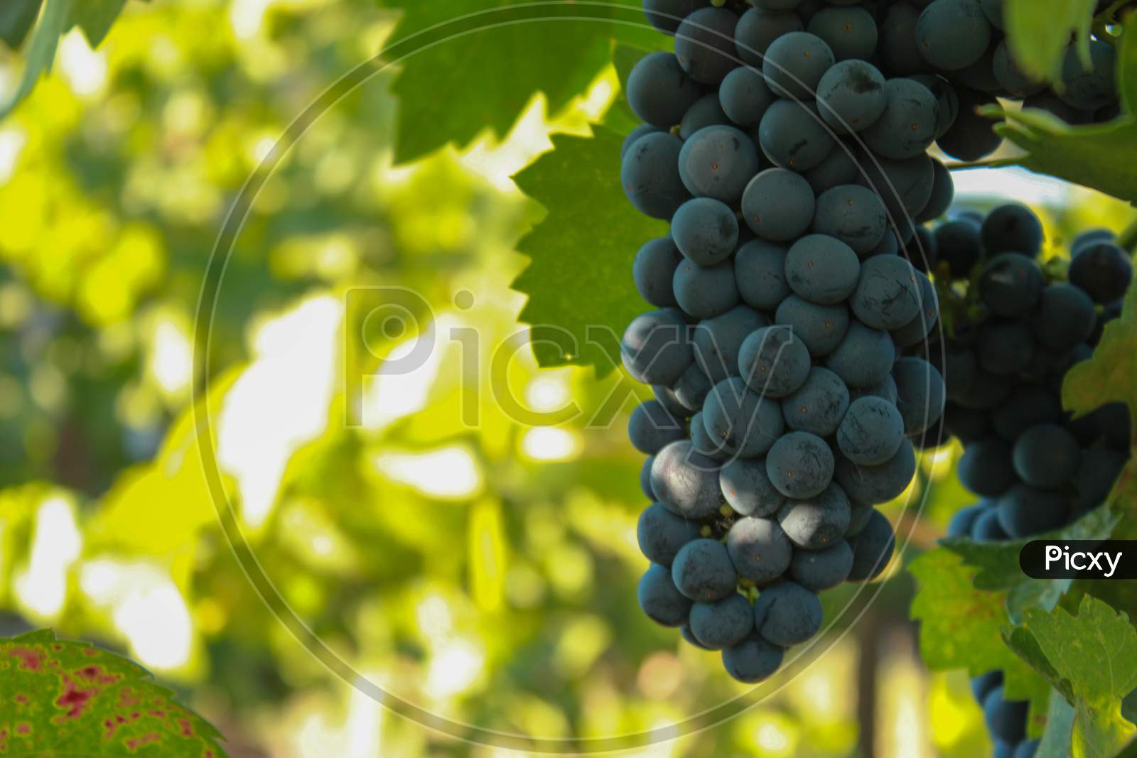 View Of Grapes In Vineyard, Napa Valley In Northern California, Usa