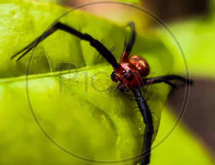 Red-Black Color Spider Siting On The Green Leaf And Green Background In The Forest.