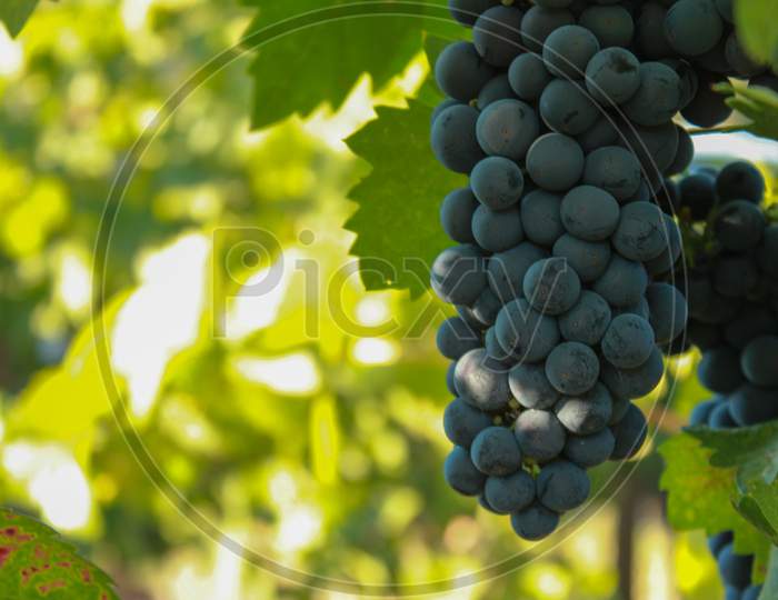 View Of Grapes In Vineyard, Napa Valley In Northern California, Usa