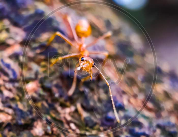 Yellow Color Ant Standing On The Trees Bark In The Garden.