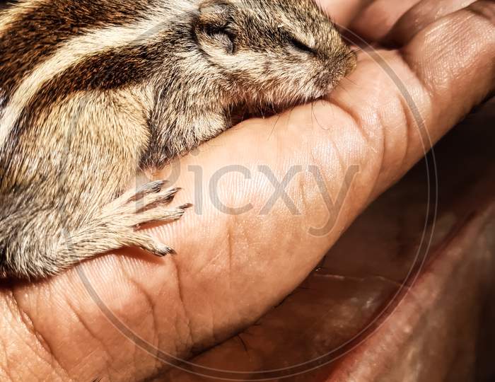 How To Care For Baby Squirrel. The Squirrel Has Fallen From The Tree And Has Been Healed And Is Being Weaned.