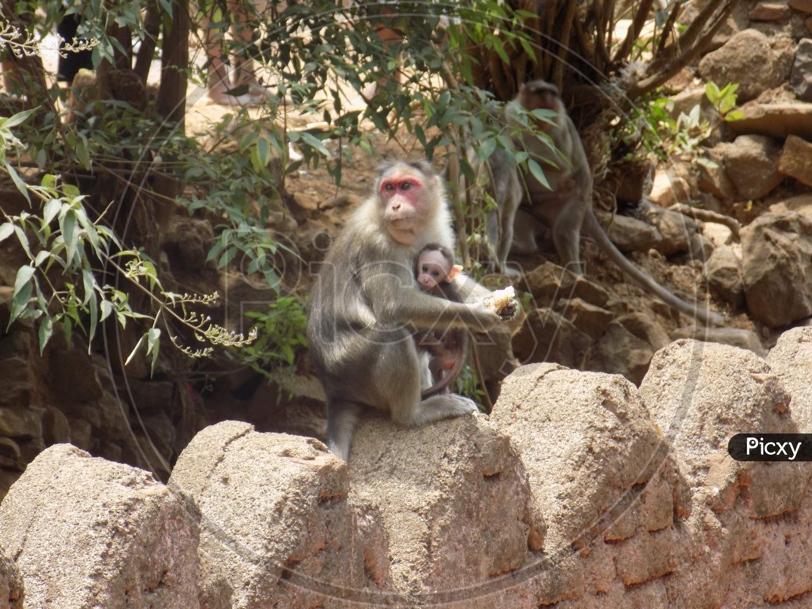 Monkey having food with it's baby