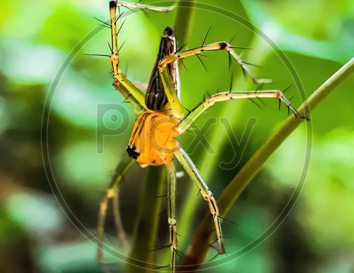 Yellow-Black Color Spider Siting On The Green Grass Trees And Green Background In Garden.