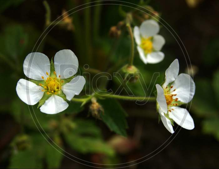 This image caputres white blooming flower.