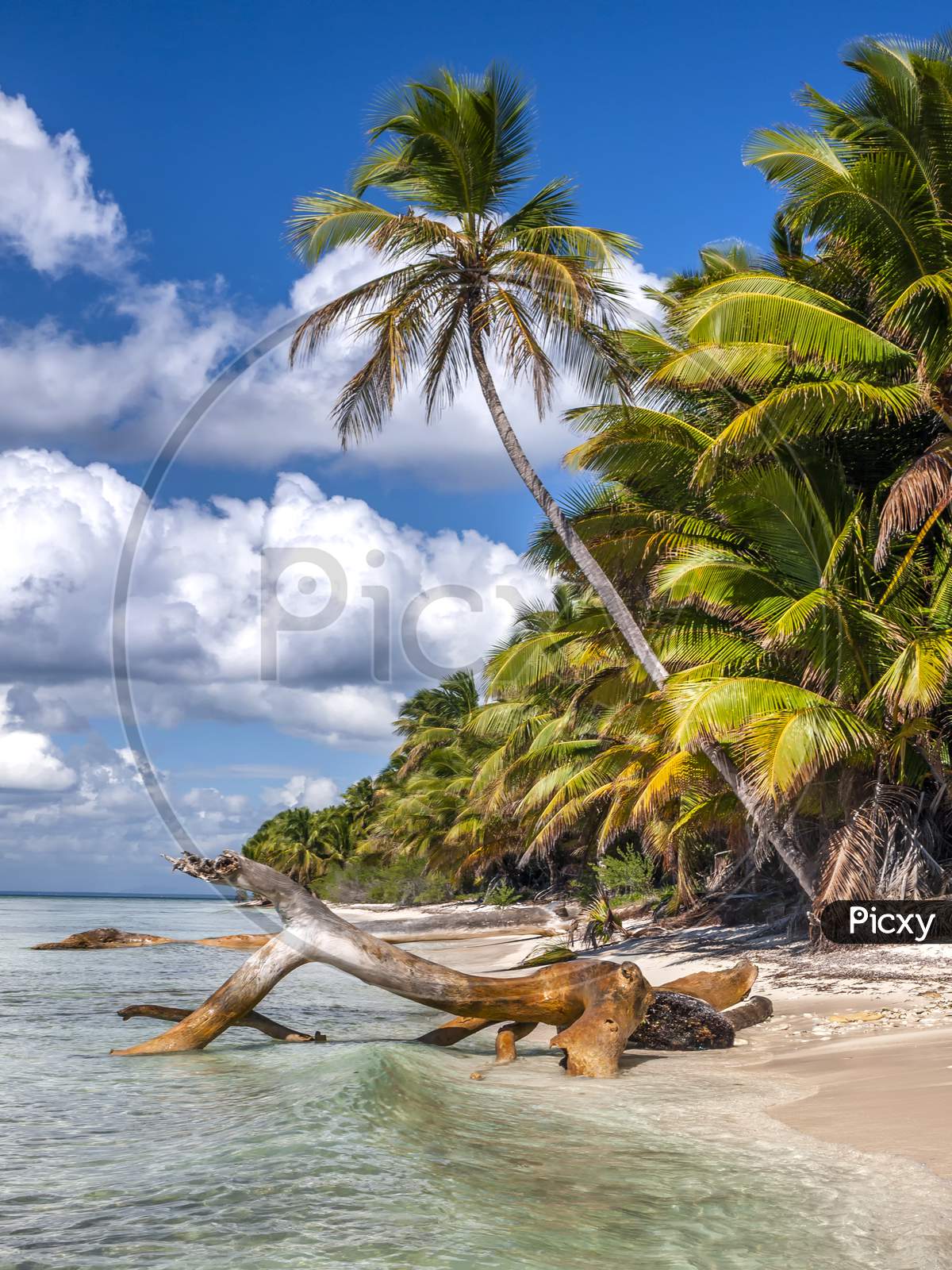 Caribbean beach with some drift wood.