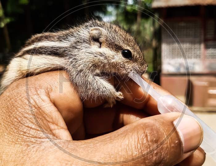 Baby Squirrel Siting On The Hand And Breast Feeding Using A Tube.