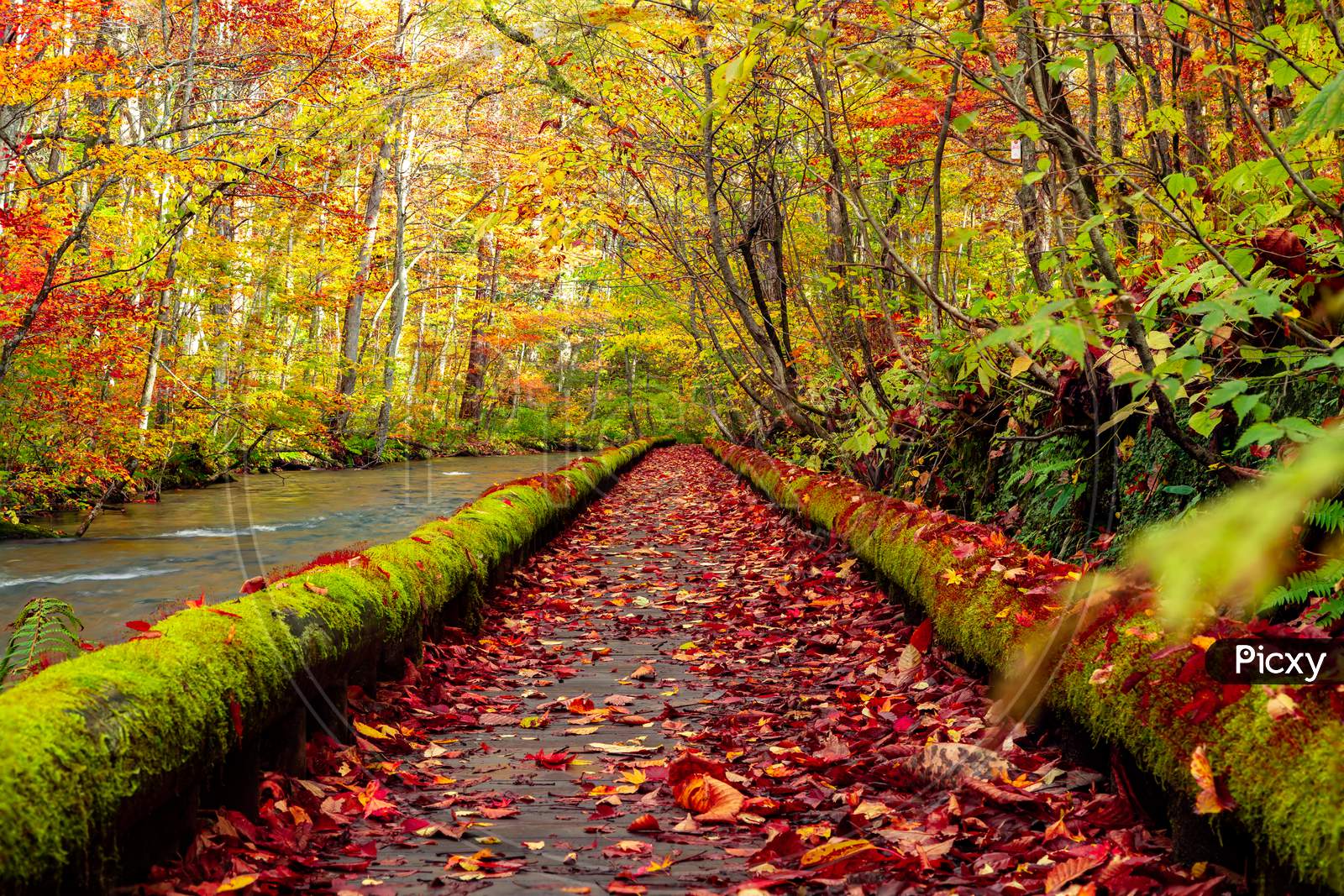 Pathway of Autumn.