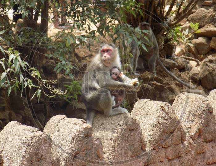 Monkey having food with it's baby