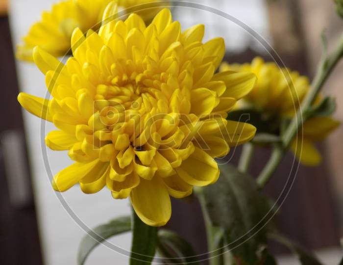 Yellow flower with lots of petals zoomed blur background
