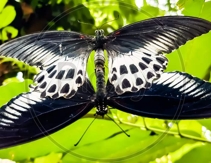 Two Black And White Butterflies Are Having Sex. Sitting On The Leaves Of A Green Tree In The Garden.
