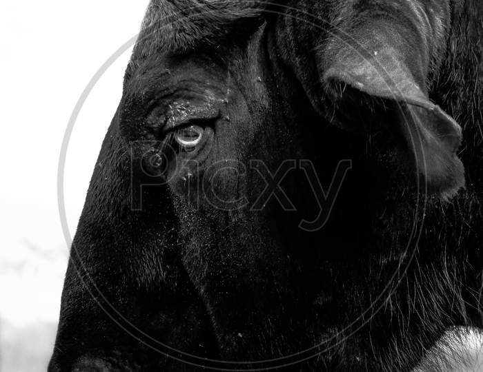 Closeup Shot Of Wild Indian Bison Face. Indian Bison Or Gaur Face Isolated On White Background.