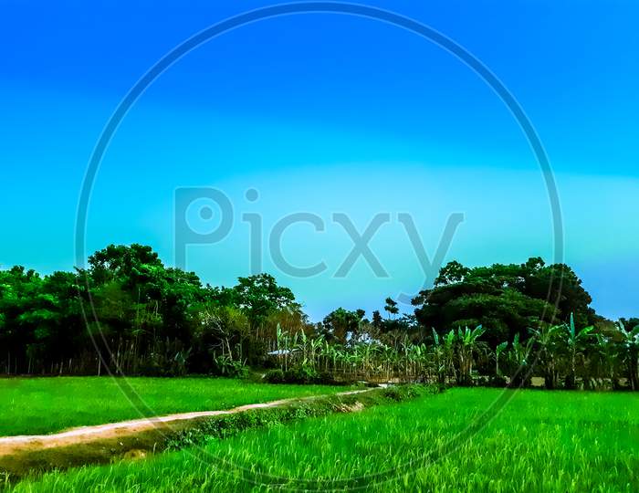 Blue Sky With White Clouds And Green Paddy Land And Made Way.