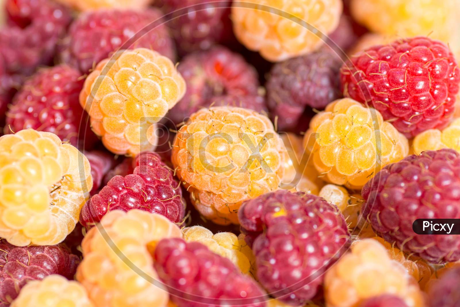 heap of red and yellow ripe juicy raspberry