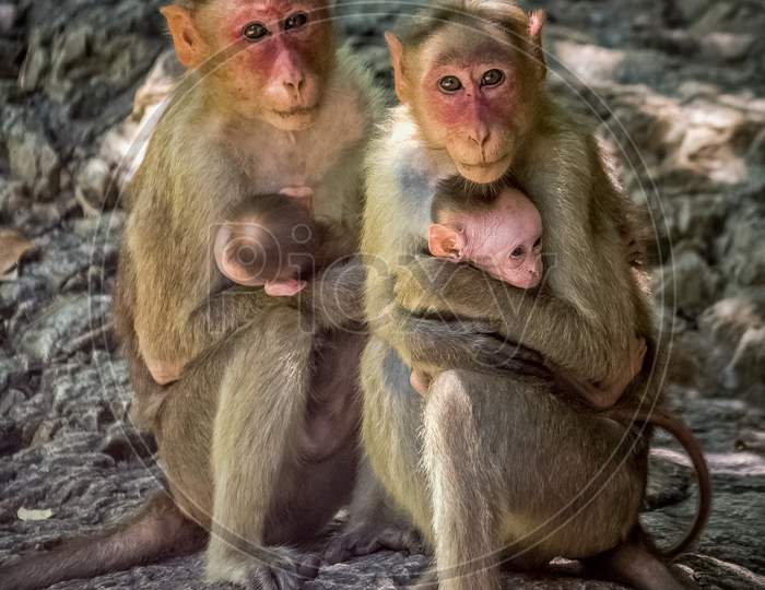 Monkey Family With Two Babies. Two Monkey Mothers Holding Its Own Monkey Babies And Look At The Camera. Portrait Of Eye Contact Two Mother Monkeys Isolated On Rock Background.