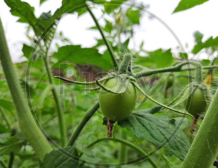 Green or Raw tomato in the plant.