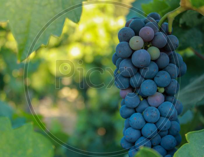 Close Up View Of Grapes In Vineyard, Napa Valley In Northern California, Usa