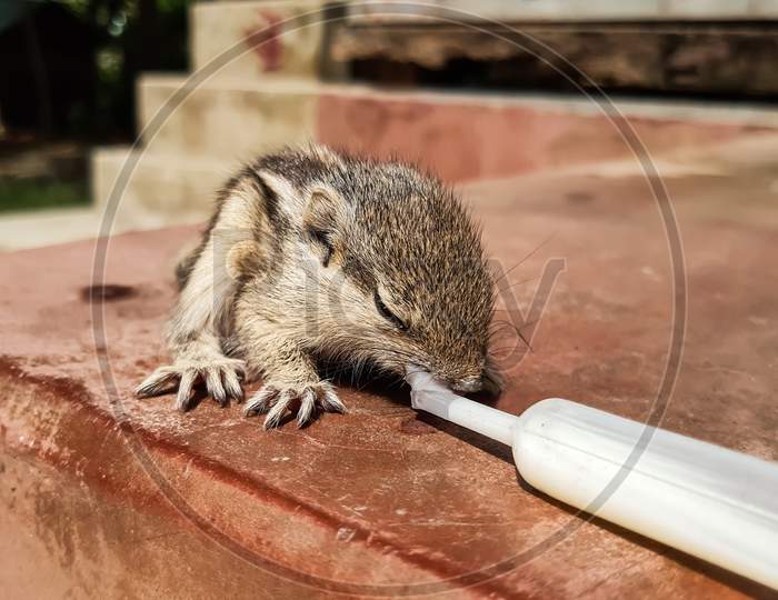 A Baby Squirrel Setting On The Table And Eat Milk, Milk Tube And Beautiful Animal.