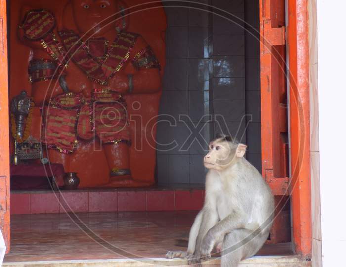 Monkey in Hanuman temple of god