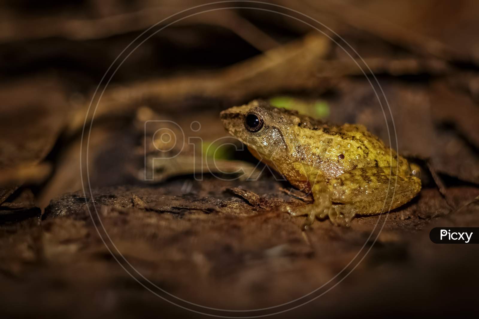 Small Yellow Tree Frog - Small-Headed Tree Frog On Rainforest Leaf In India. Is Also Called As Dendropsophus Microcephalus. Frog Macro Photography