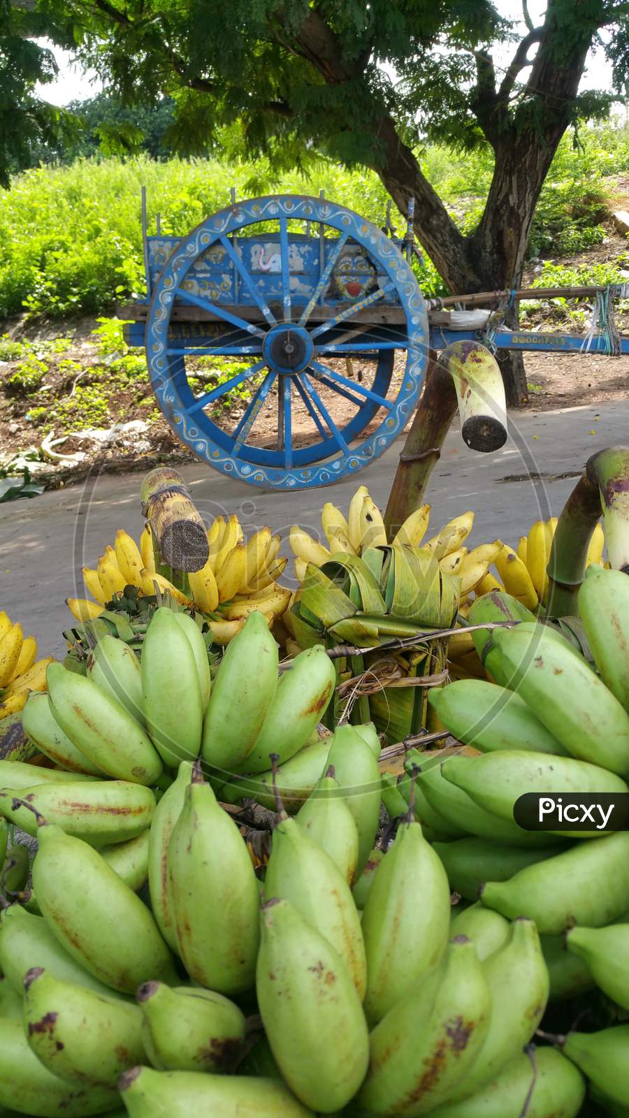 Banana market in rural India