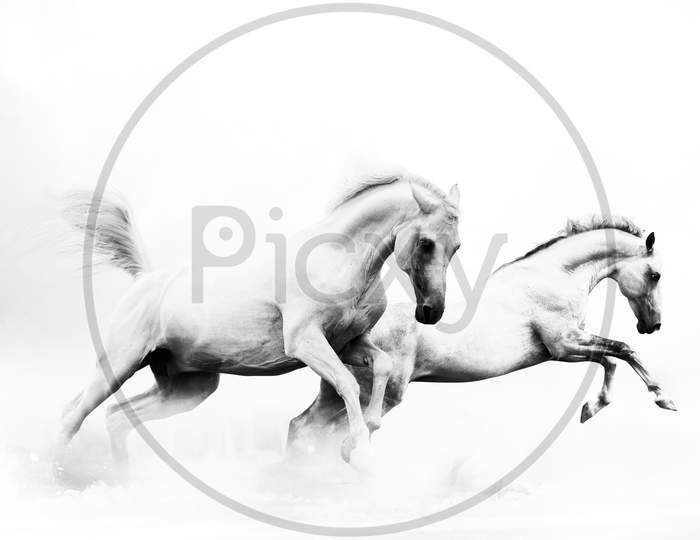 Two horses are running in the sky with black and white view