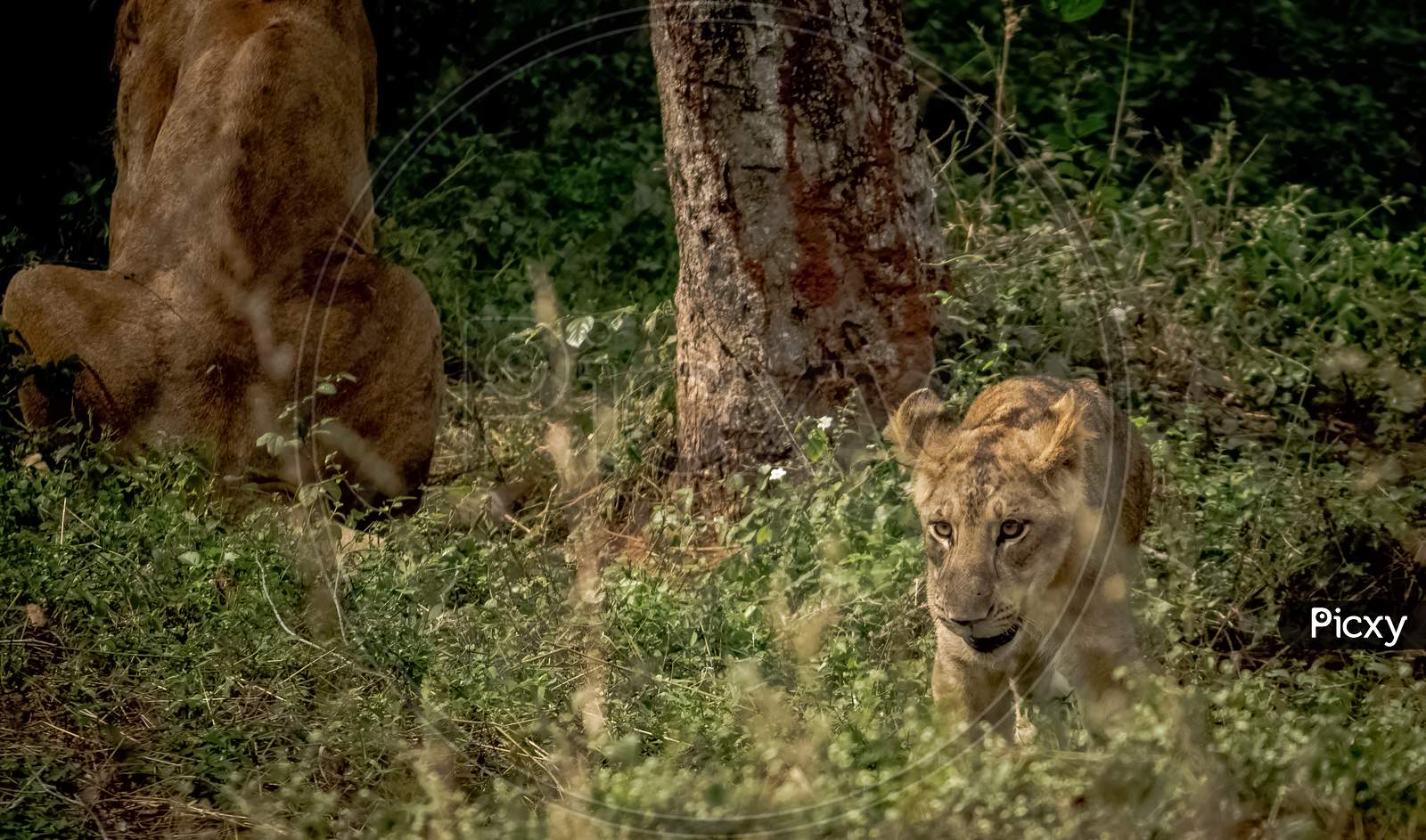 Lion Cub Playing Behind Mother Lion On Isolated On Forest Background.