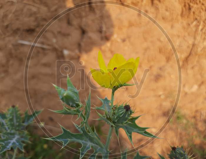 Flower of Argemone mexicana / Mexican poppy.
