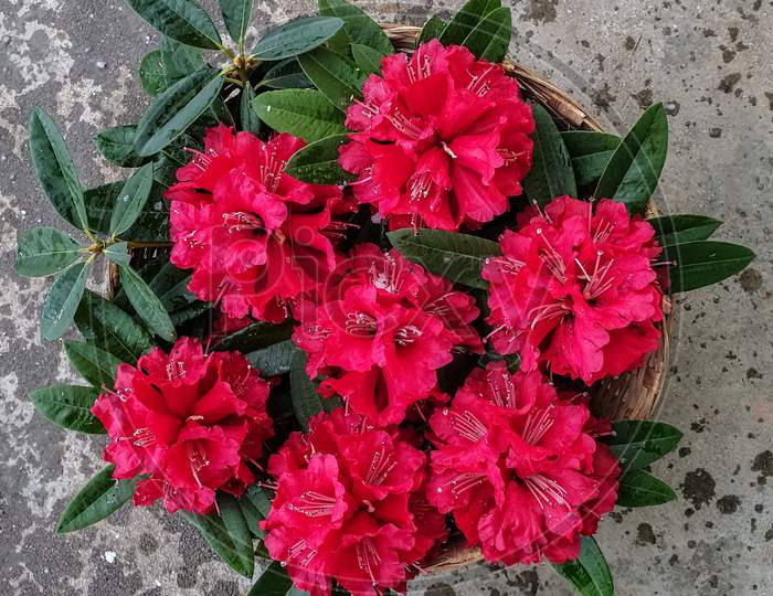 lovely red color Rhododendron arboreum burans flowers in surface of ground in hilly area of Himachal pradesh, India