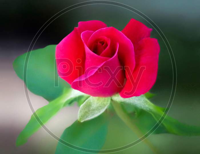 Red rose flower wallpaper