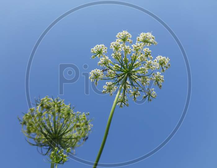 white carrot flowers in blue sky background.