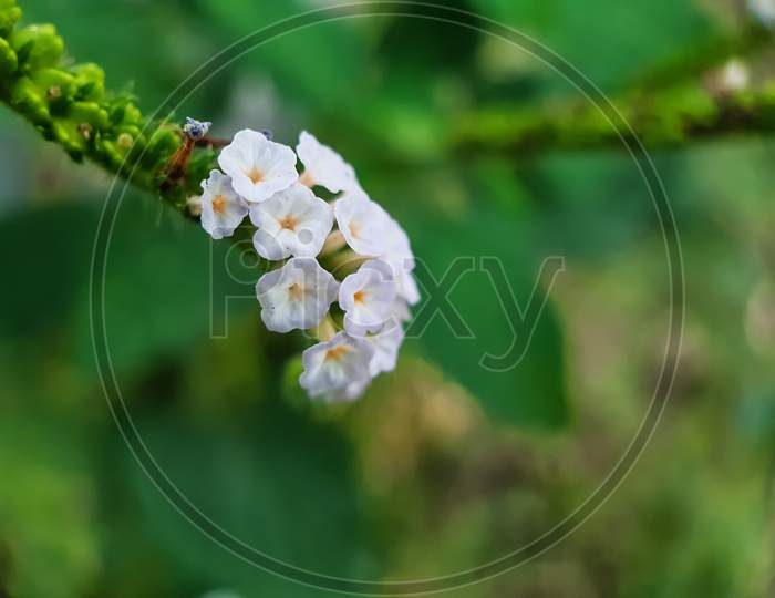 White Color Grass Flower On The Green Tree And Green Background In The Garden.