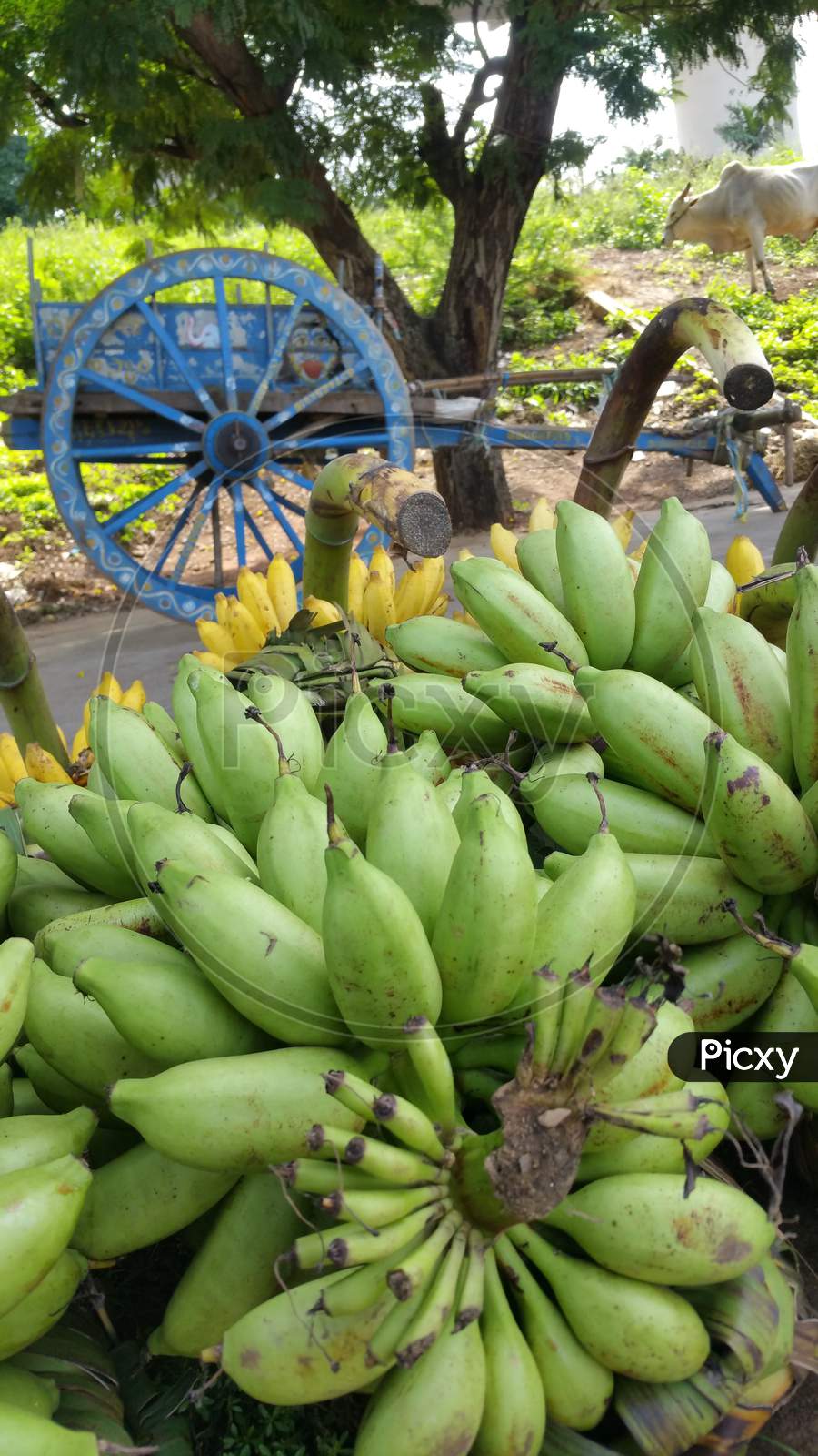 Scenic view of bananas against the backdrop of bullock cart