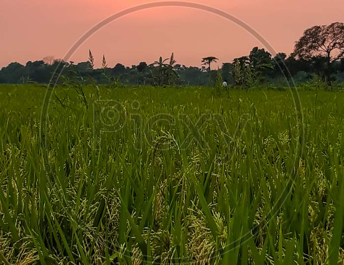 Picture Of The Village'S Green Paddy Fields And The Beautiful Red Sky At Sunset