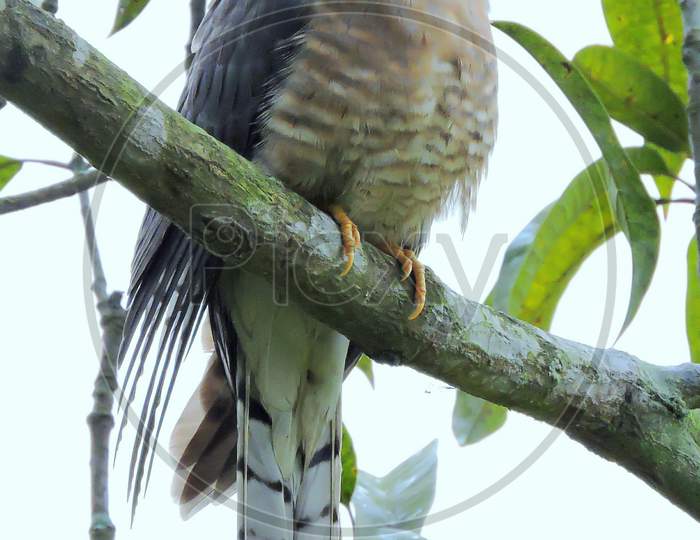 Common hawk cuckoo