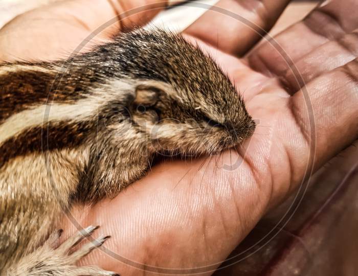 How To Care For Baby Squirrel. The Squirrel Has Fallen From The Tree And Has Been Healed And Is Being Weaned.