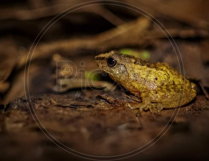 Small Yellow Tree Frog - Small-Headed Tree Frog On Rainforest Leaf In India. Is Also Called As Dendropsophus Microcephalus. Frog Macro Photography