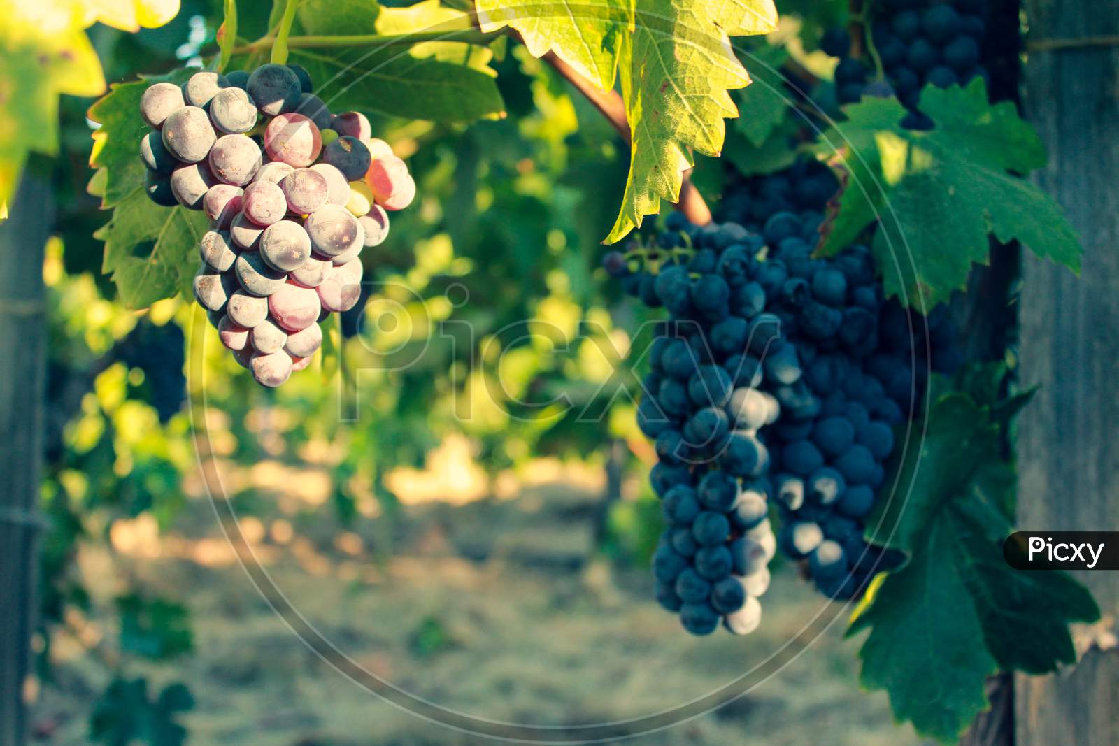Grapes In Vineyard, Napa Valley In Northern California, Usa