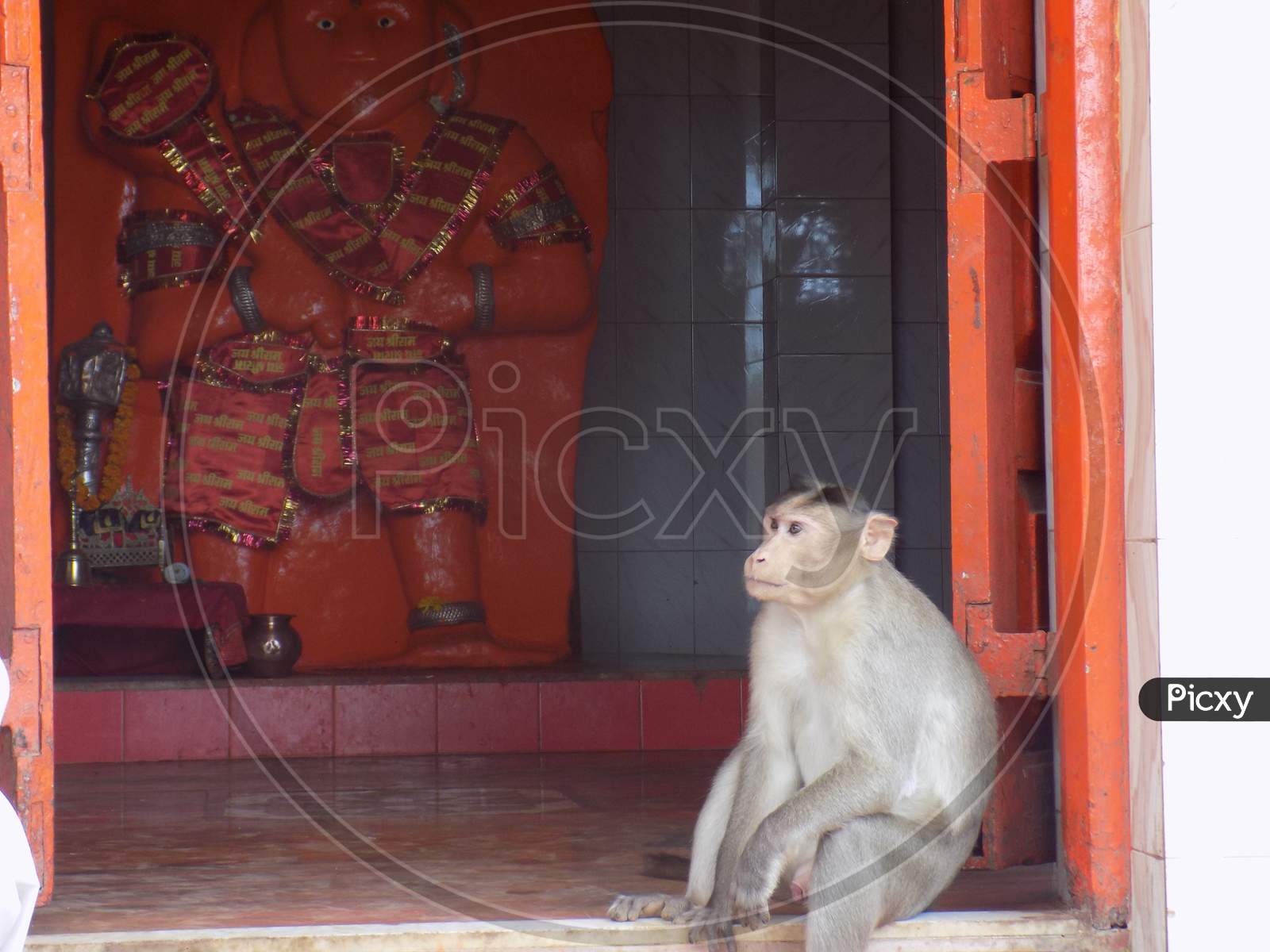 Monkey in Hanuman temple of god