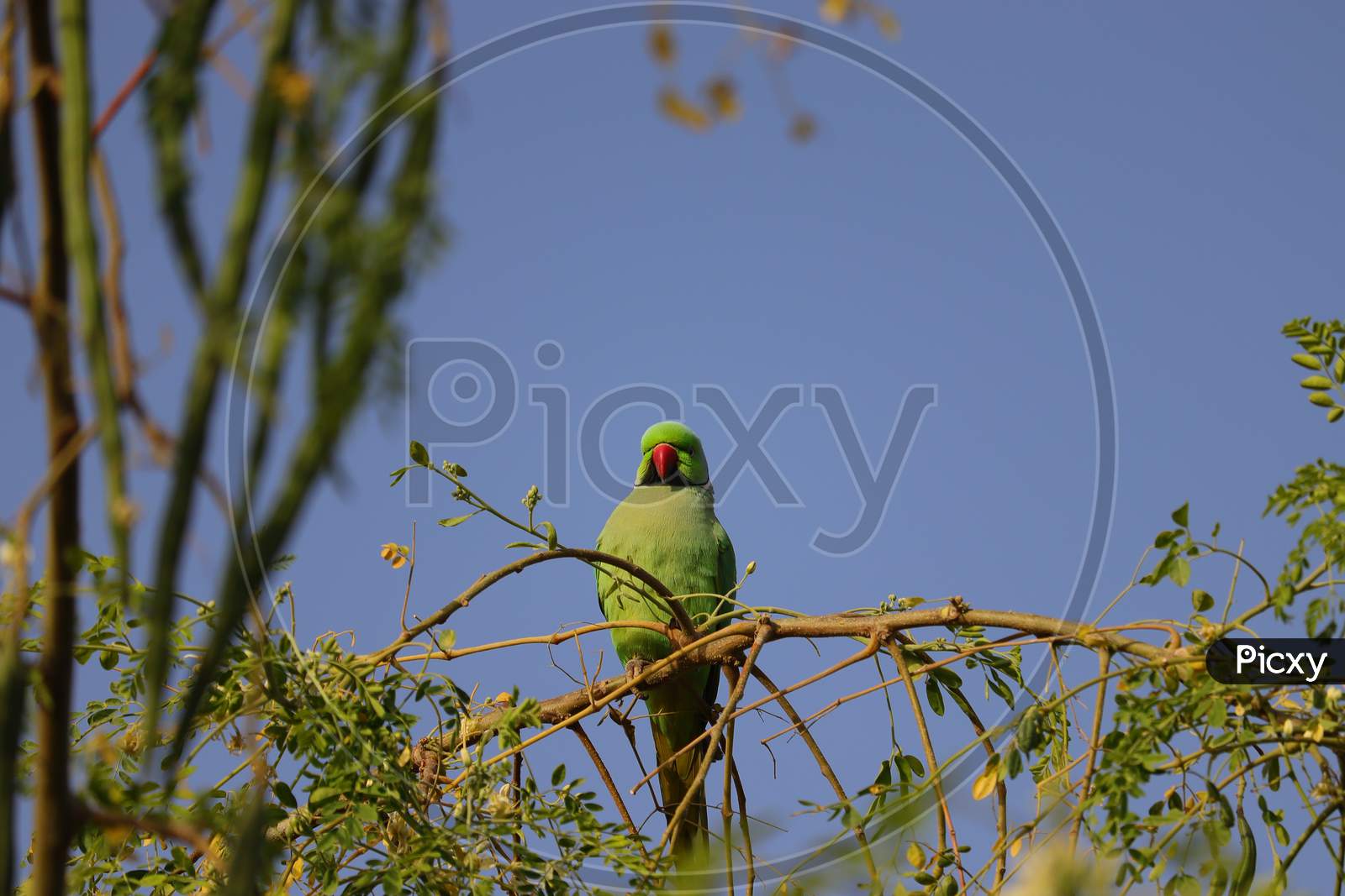 Parrot Sitting On The Tree Branch With Sky Background