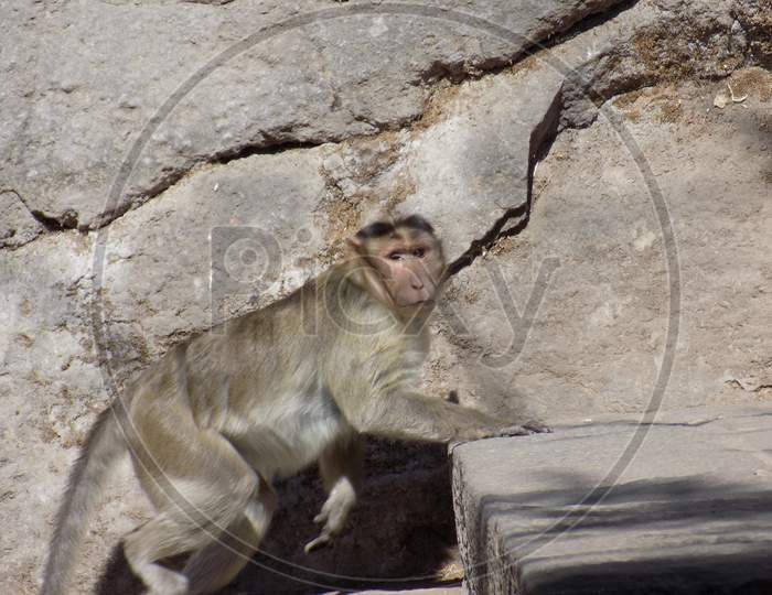 Monkey looking at camera while climbing stairs