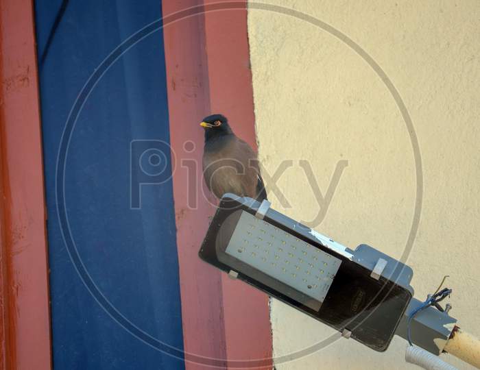Common Myna Standing In Lamp Top