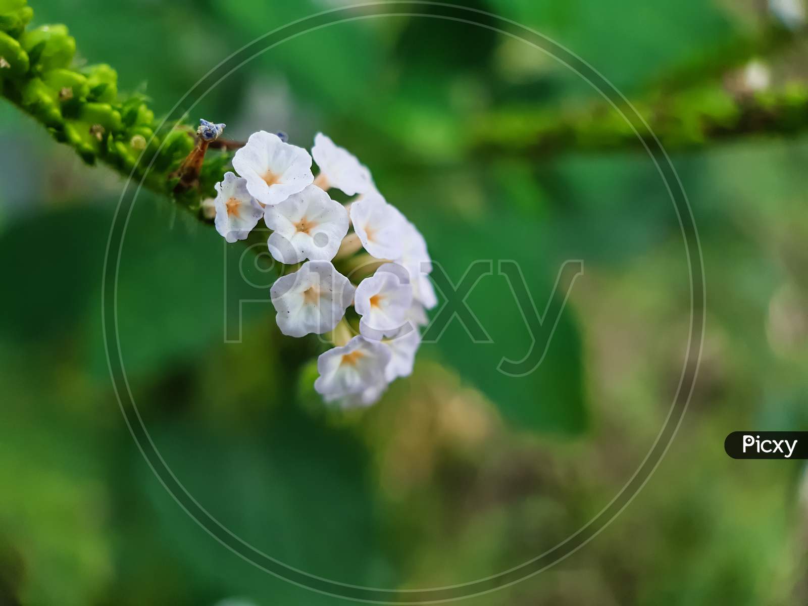 White Color Grass Flower On The Green Tree And Green Background In The Garden.
