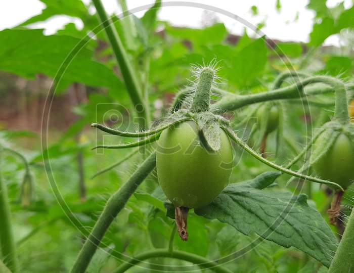 Green or Raw tomato in the plant.