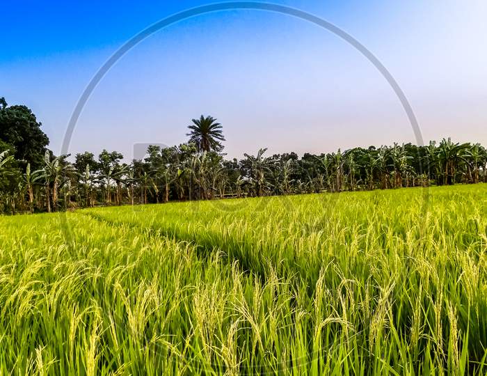 Green Paddy Land And Blue Sky With White Clouds And Environment.