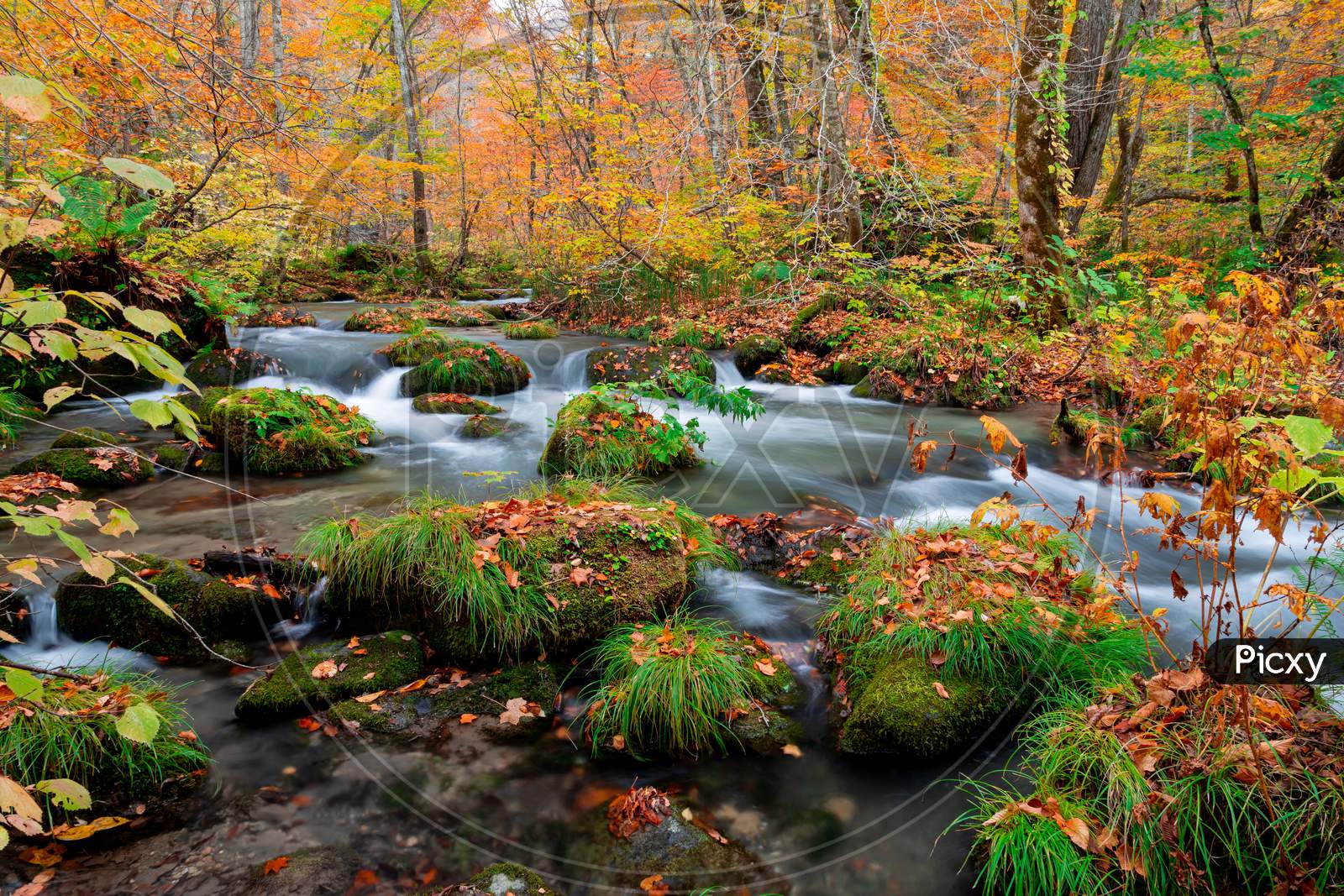 Oirase stream during autumn.