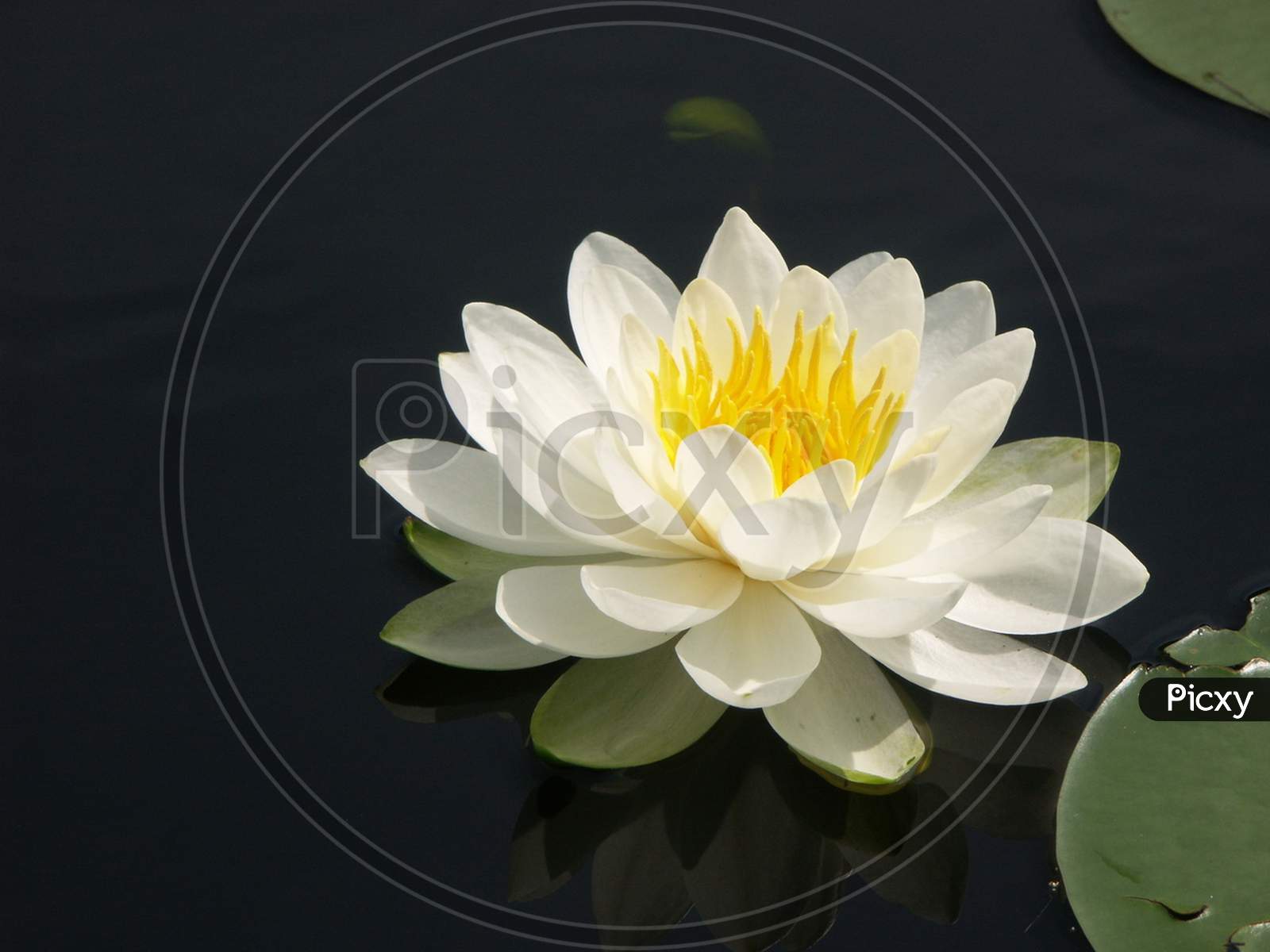 White hardy water lilly.