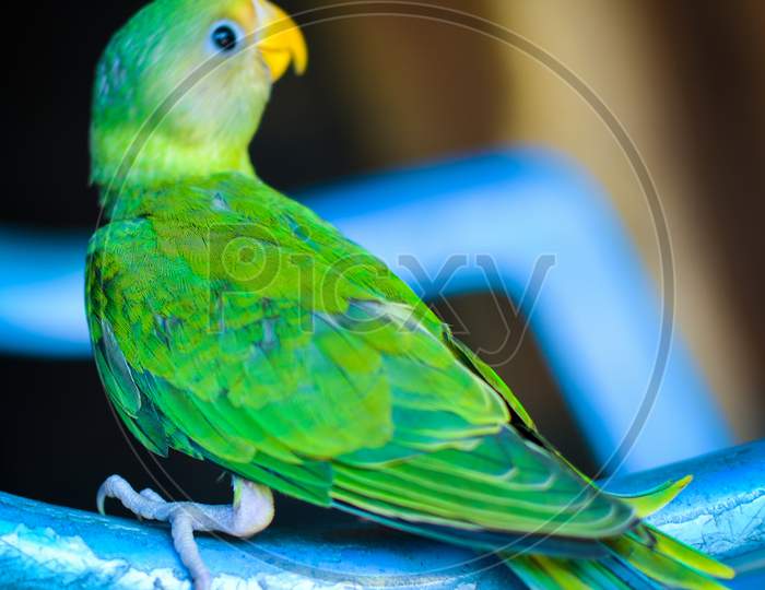 Parrot Nestling Bird Sitting On Chair. Looks Beautiful On Blur background.