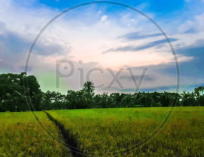 Sunset Time Village Green Agriculture Paddy Land And Blue Sky With White Clouds.