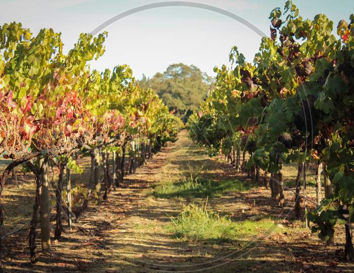 Beautiful View Of The Grape Plantation In A Vineyard, Napa Valley, California, Usa