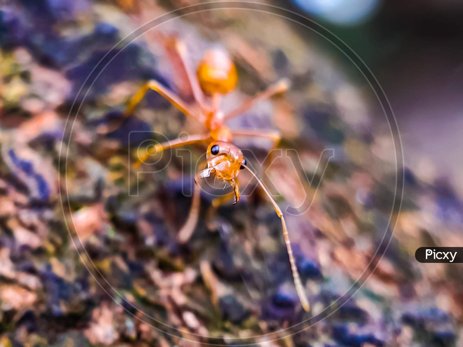 Yellow Color Ant Standing On The Trees Bark In The Garden.